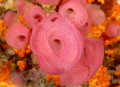   Mediterranean rose sponge Halyclona mediterranea lives shady spots. spots  